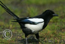 Magpie.